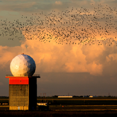 Bird Radar Image